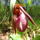 Pink Lady Slipper