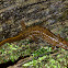 Seal Salamander