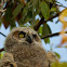 Baby owl