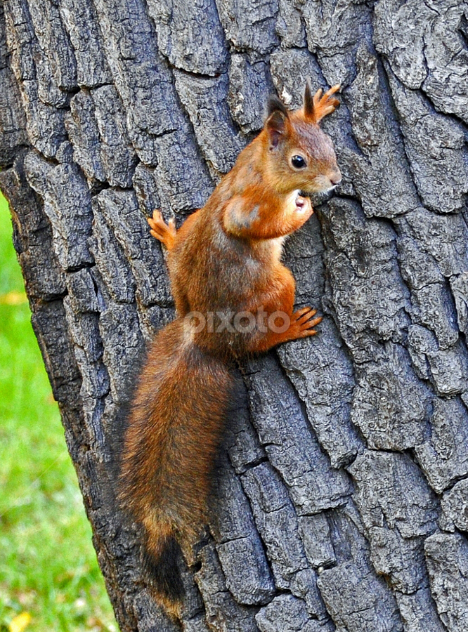 squirrel by Leif Holmberg - Animals Other ( climbing, funny, finland, turku, squirrel )