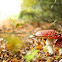 Fly agaric