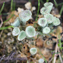 Pixie-cup Lichen