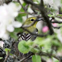 Yellow-throated Vireo