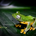Black-webbed Treefrog