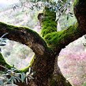 Oliveira
