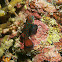 Mandarinfish