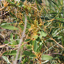 Dodder