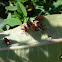 Milkweed Bug