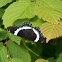 White Admiral