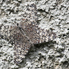 Februa Cracker