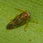 Spittlebug