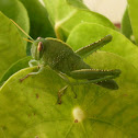 Egyptian locust