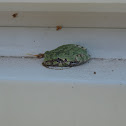 Gray Tree Frog