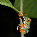 Red-eyed Treefrog