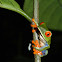 Red-eyed Treefrog