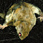 Southern Flying Squirrel