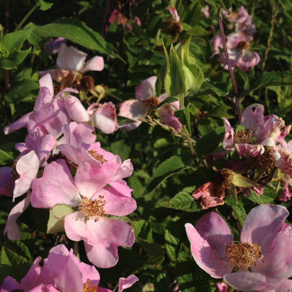 Wild Rose Project Noah