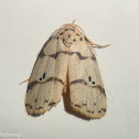 Footman Moth