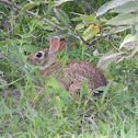 conejo de cola de algodón - cottontail rabbit