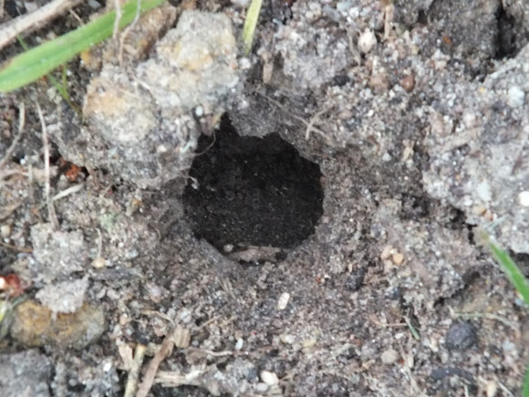 Spotting Image 1