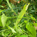 Green crested lizard