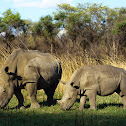 White Rhinoceros