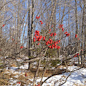Winterberry