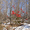 Winterberry