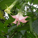 Angel's Trumpets