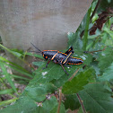 eastern lubber grasshopper