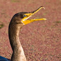 Double-crested Cormorant