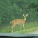 White-tailed deer
