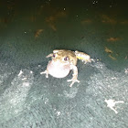 Gray Tree Frog