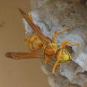 Yellow Wasp