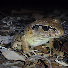 Great Barred Frog