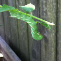 Tomato Hornworm 