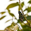 Speckled Black Cicada