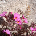 Bigelow Monkeyflower