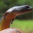 McCoys skink
