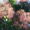 Smoke Tree