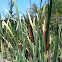 cat tails