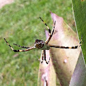 Aranha de prata