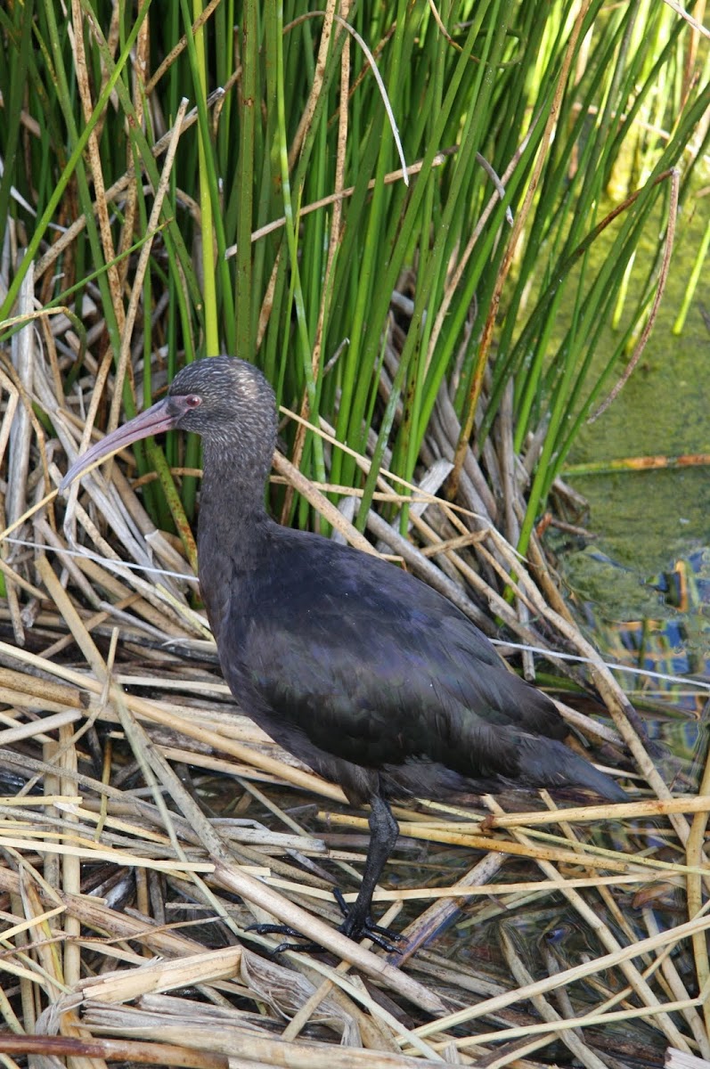 Puna Ibis