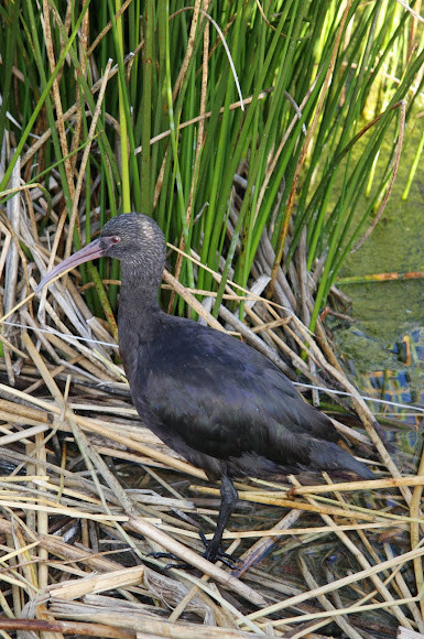 Spotting Image 1