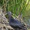 Puna Ibis