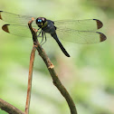 Dark-Tipped Forest-Skimmer Cratilla metallica