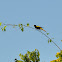 Yellow-winged Cacique