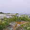 Rock Samphire
