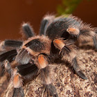 Rotknie Vogelspinne