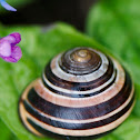 Grove snail